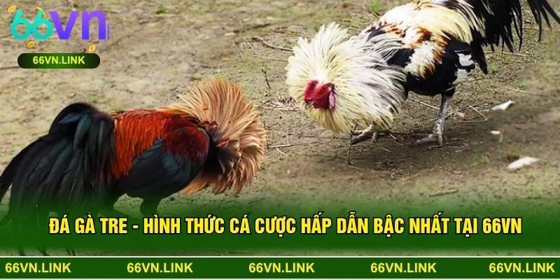 Đá Gà Tre - Hình Thức Cá Cược Hấp Dẫn Bậc Nhất Tại 66VN