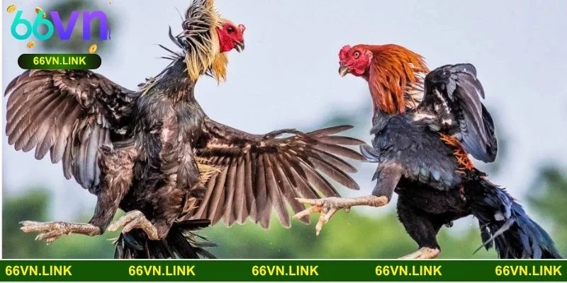 Khám phá ba hình thức đá gà 66VN kịch tính và thưởng khủng nhất