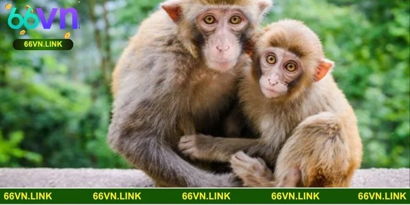 Khám phá ý nghĩa từng chi tiết khi mơ thấy khỉ xuất hiện