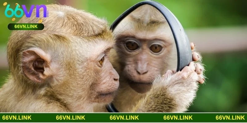 Mơ thấy khỉ phản ánh vận may, công việc và cảm xúc nội tâm