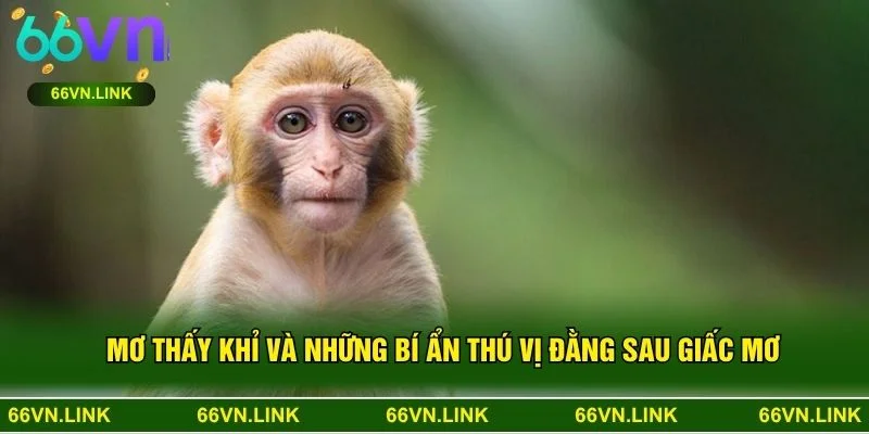 Mơ Thấy Khỉ Và Những Bí Ẩn Thú Vị Đằng Sau Giấc Mơ